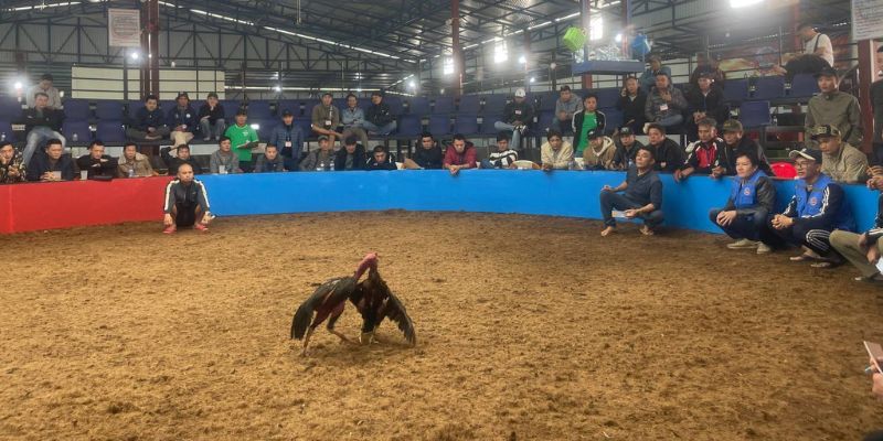 Quy mô rộng lớn của rường gà Savan
